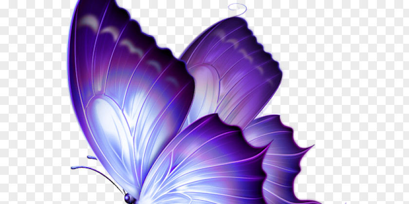 Butterfly Papilio Ulysses Clip Art PNG