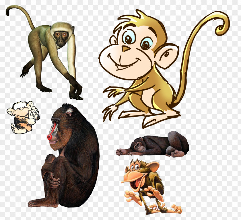 Monkey Primate Rhinoceros Animal Clip Art PNG