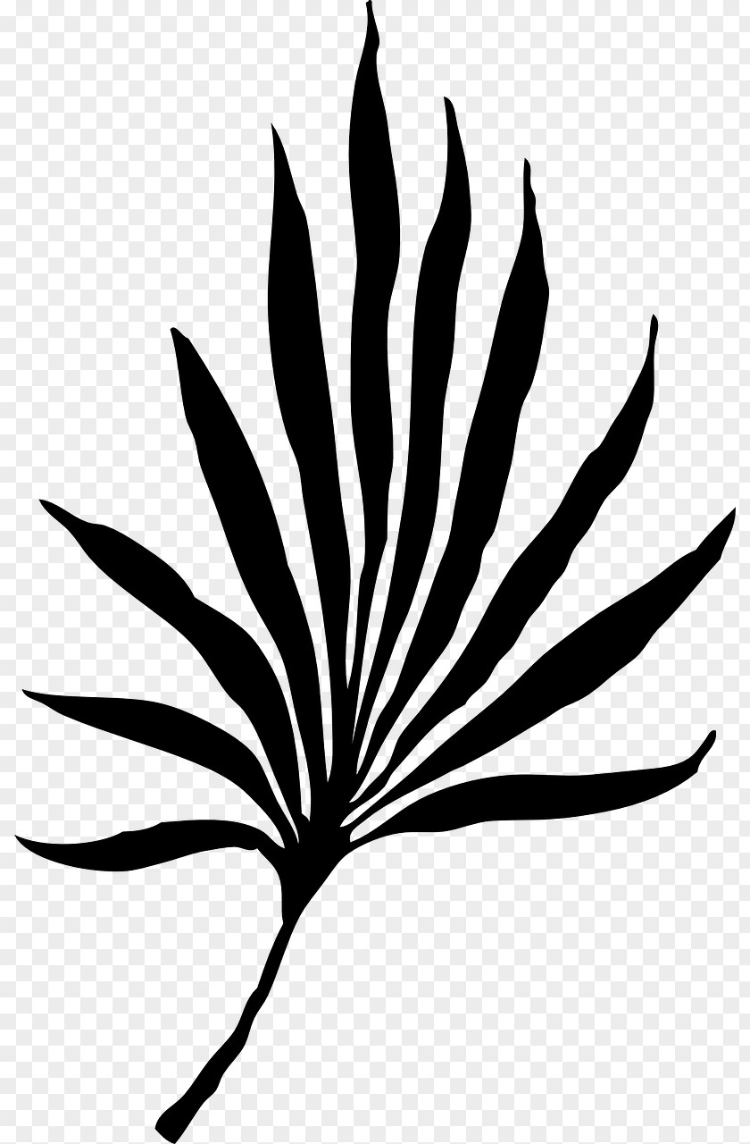 Black Leaf Palm Branch Arecaceae Frond Palm-leaf Manuscript Clip Art PNG