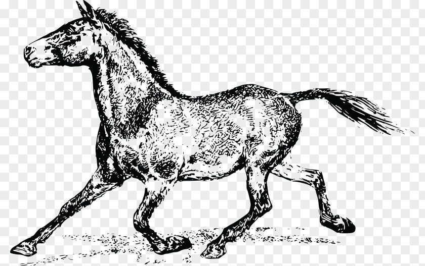 Horse Clip Art Vector Graphics Image Pony PNG