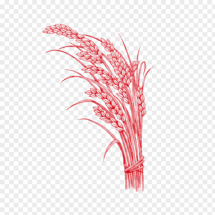 Red Wheat Sequence Rice Oryza Sativa PNG