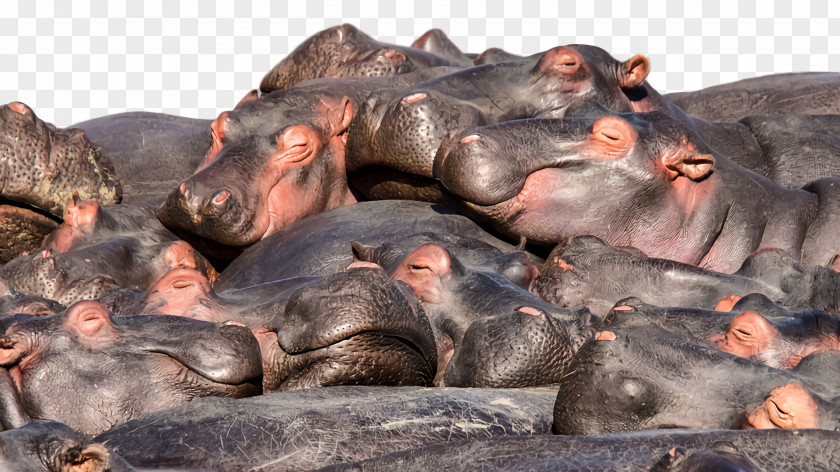 Snout Biology Science PNG