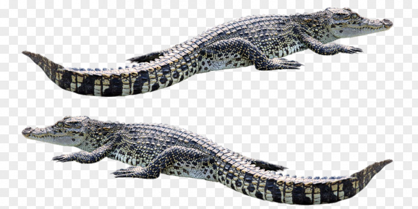Two Chinese Alligator Saltwater Crocodile PNG