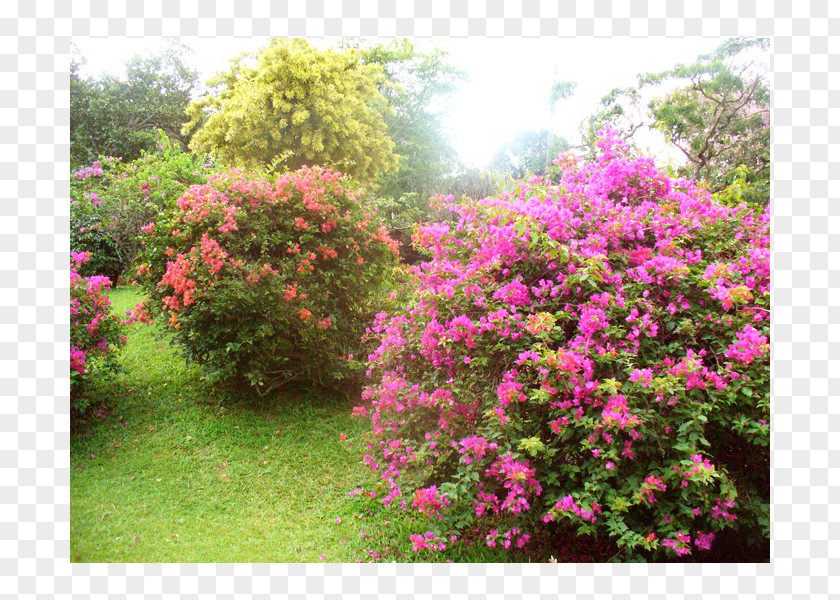 Waran Azalea Botanical Garden Rhododendron Flora Shrub PNG