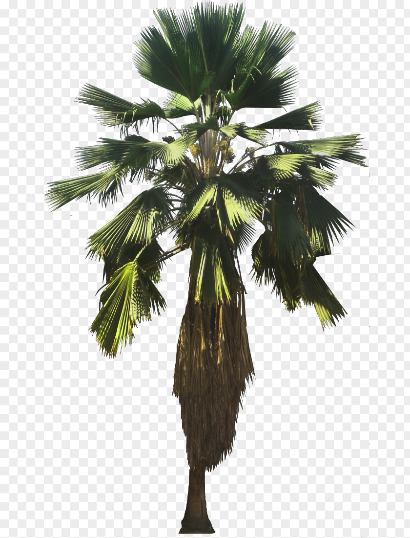 Asian Palmyra Palm Attalea Speciosa Pritchardia Pacifica Arecaceae Thurstonii PNG