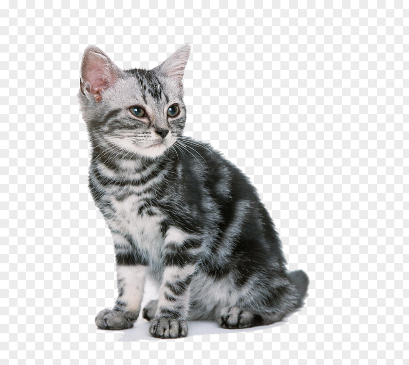 Kitten Back Ragdoll American Shorthair Dog Cat Food PNG