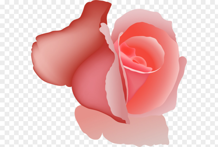 Pink Rose Garden Roses Centifolia Beach Clip Art PNG