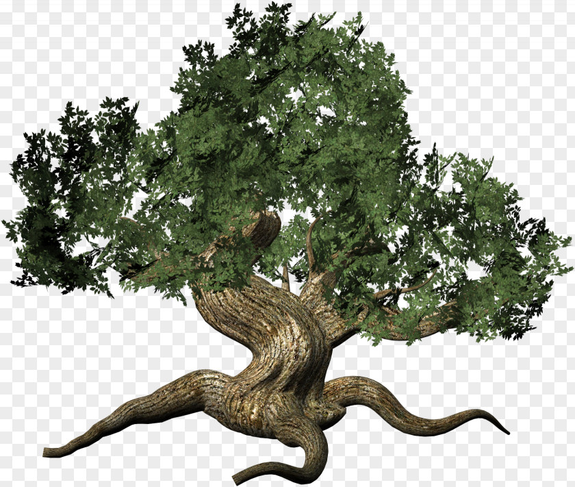 Tree Information Digital Image Clip Art PNG