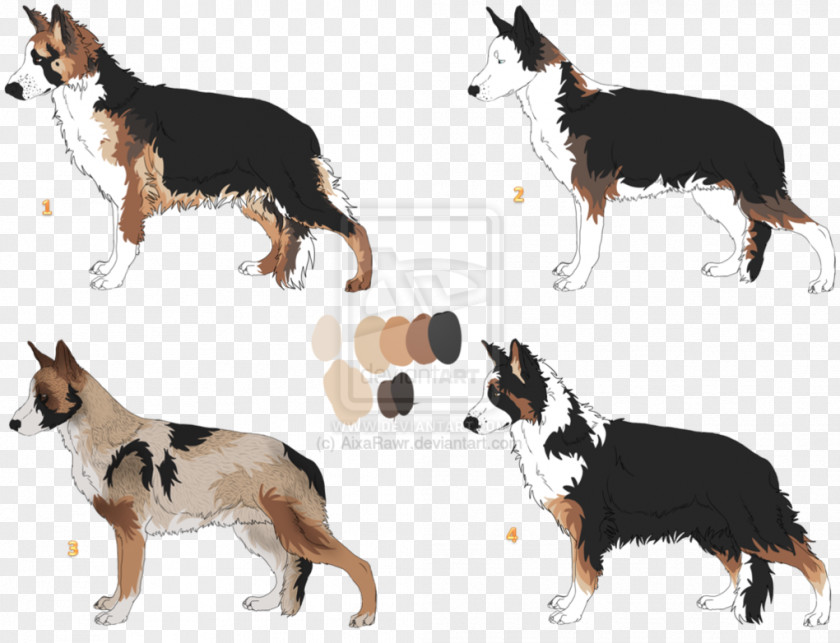 Sheperd Dog Breed Border Collie Rough Tail PNG