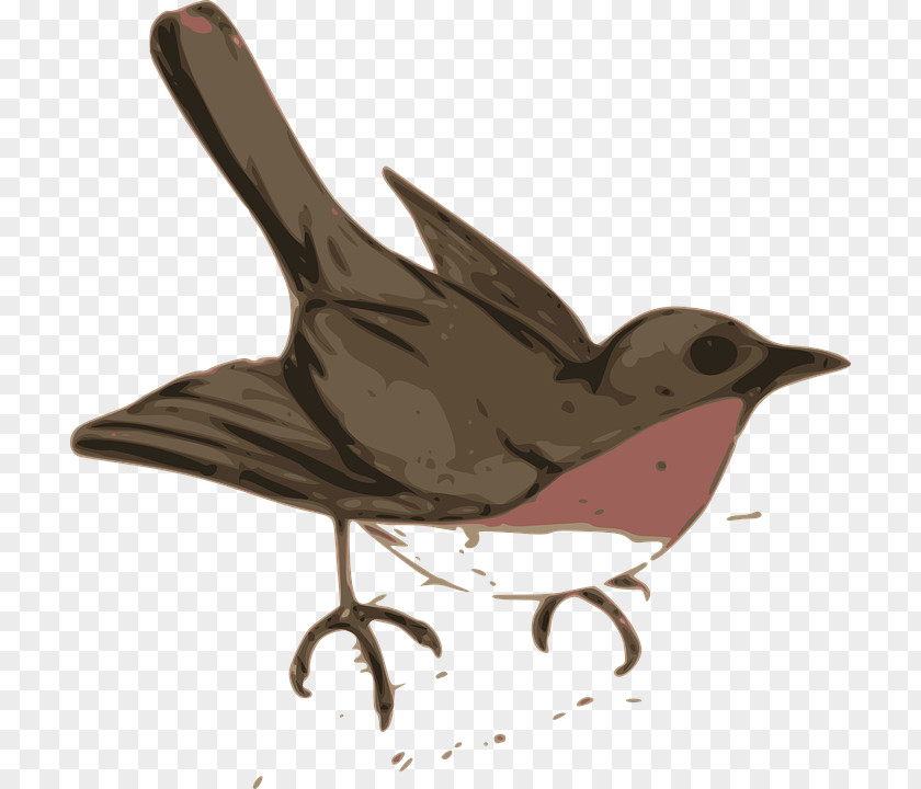 Bird Wren Cuckoos Clip Art PNG