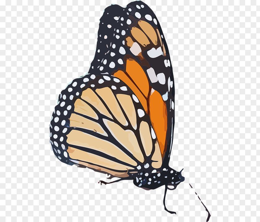 Butterfly Monarch Queen Insect Wing Clip Art PNG