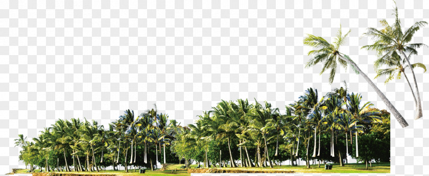 Coconut Grove Arecaceae PNG