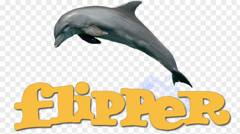 Flippers Wall Decal Sticker Room PNG