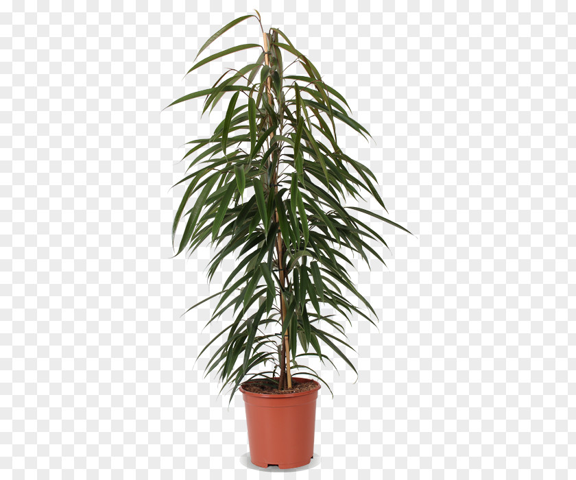 Tree Areca Palm Houseplant Plants Fiddle-leaf Fig PNG