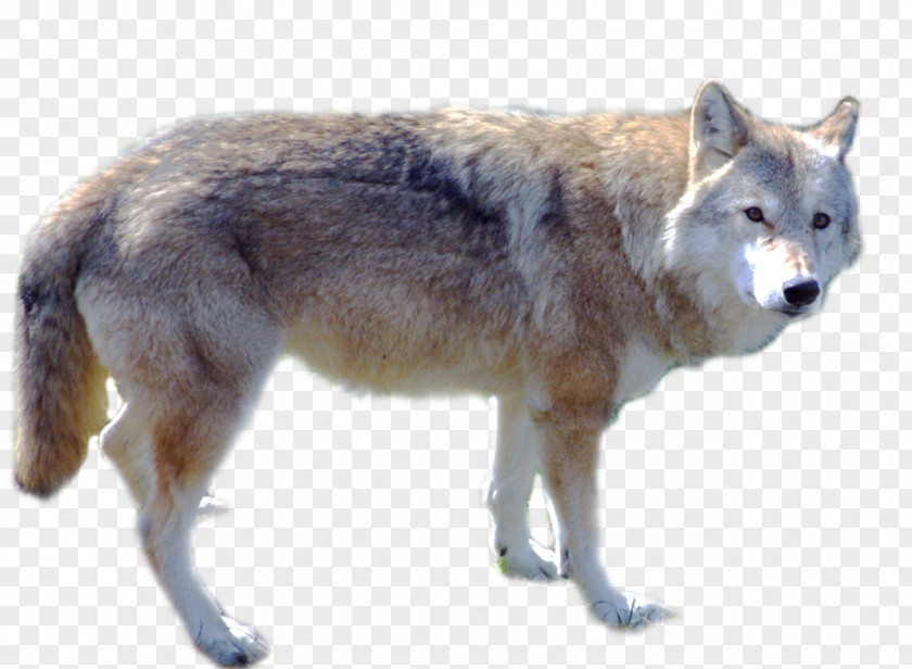 Wolf Gray PNG