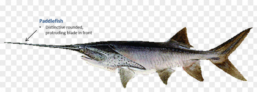 Fish Swordfish Oklahoma American Paddlefish PNG