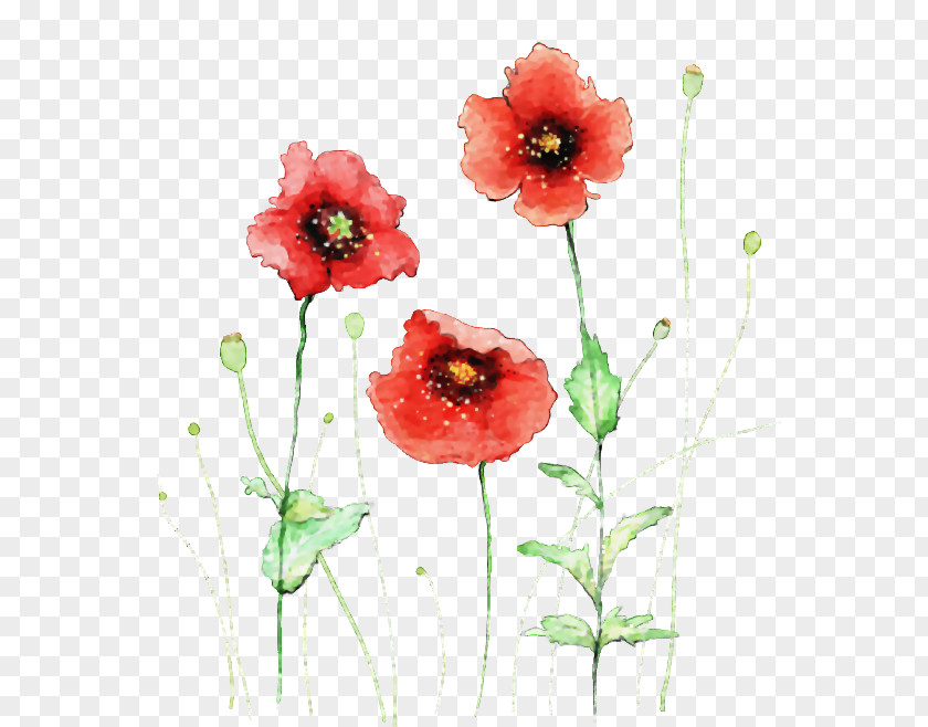 Floral Set Flower Watercolor Painting PNG