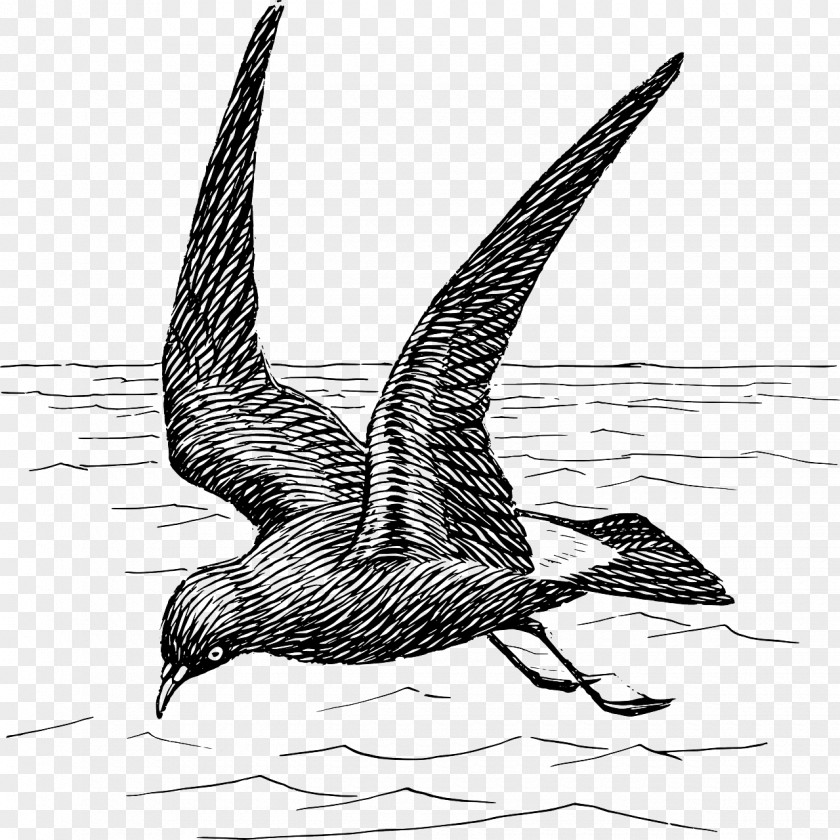 Gull Bird Flight Woodpecker Drawing Clip Art PNG