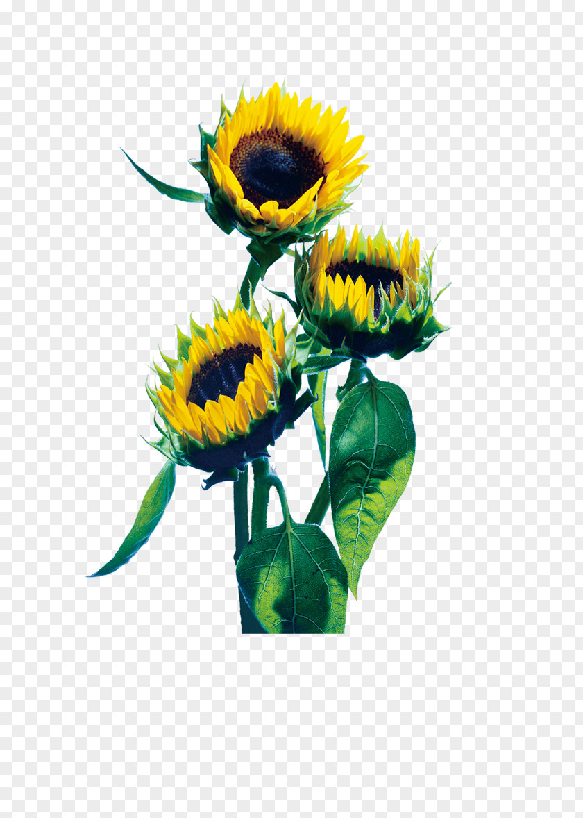 Sunflower Red Common Photography PNG
