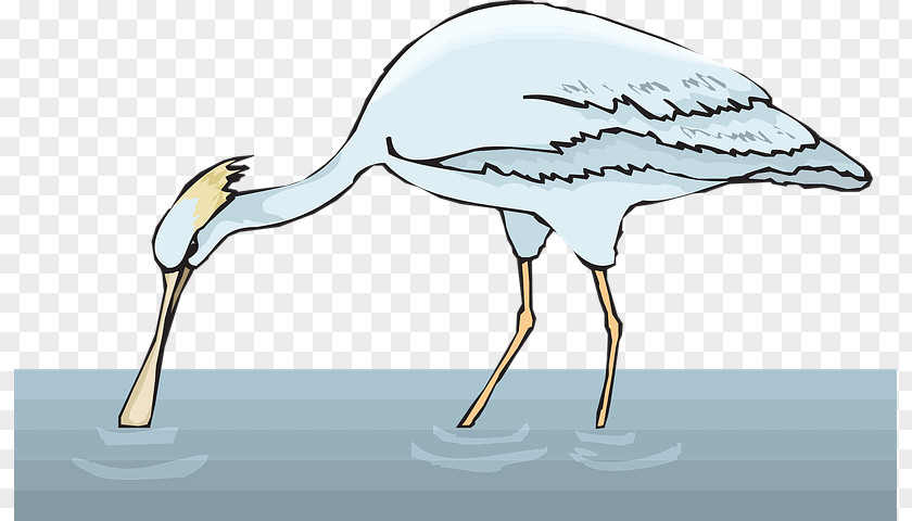 Wood Stork Heron Crane Bird PNG