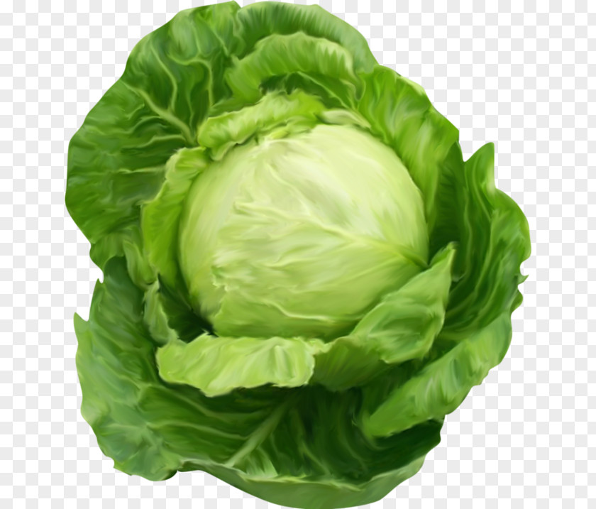 Cabbage Vegetable Clip Art PNG