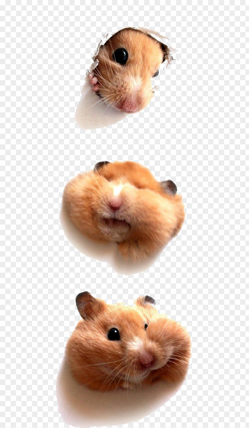 Cute Mouse Hamster Bear Kitten Puppy Rodent PNG