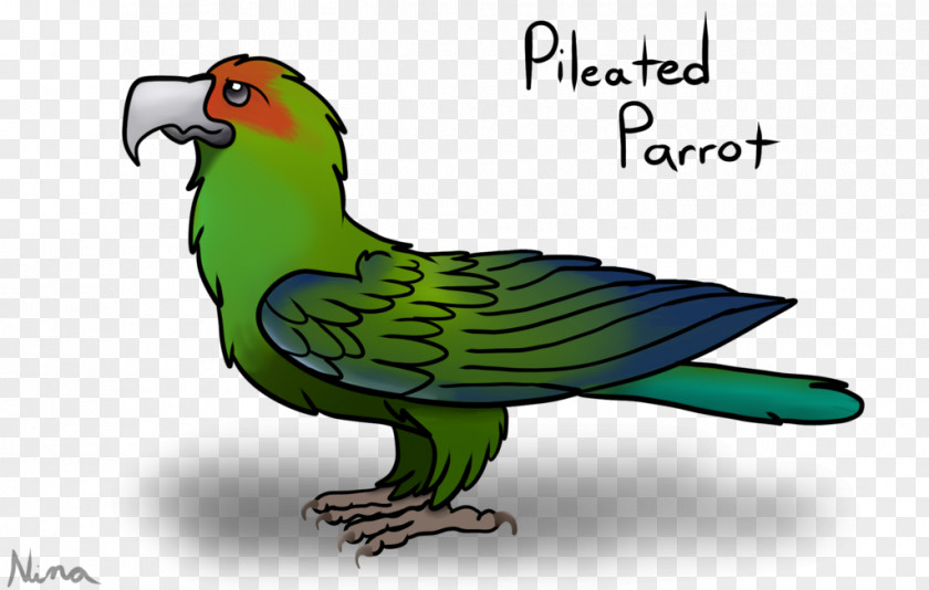 Feather Macaw Parakeet Graphics Beak PNG