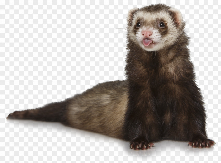 Ferret Otter PNG