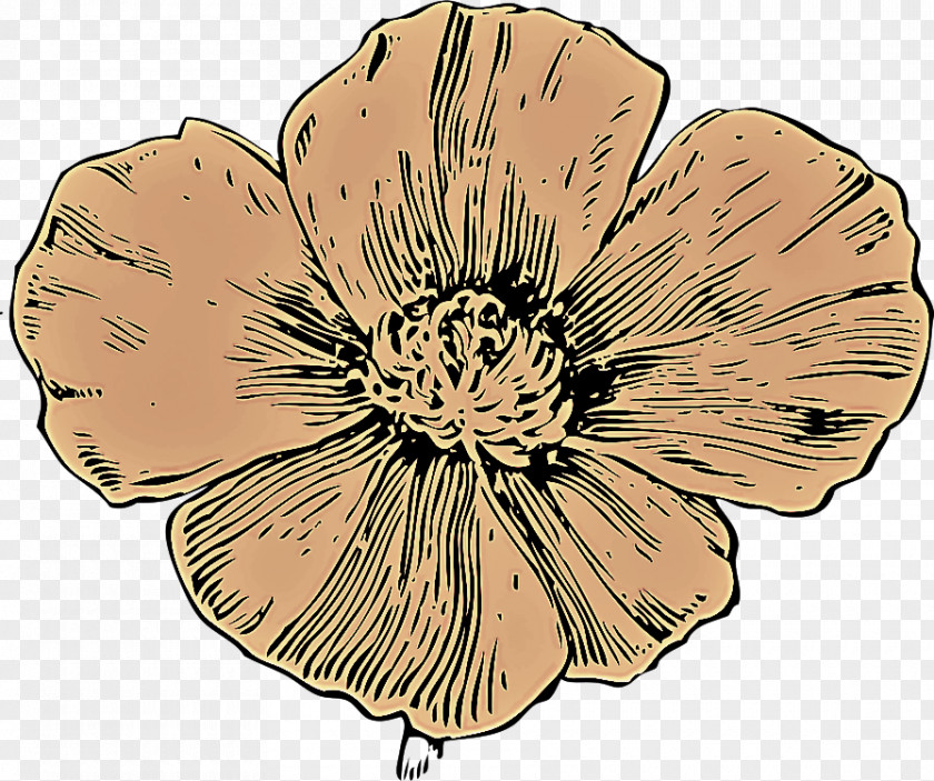 Flower Petal Plant Wildflower Poppy Family PNG