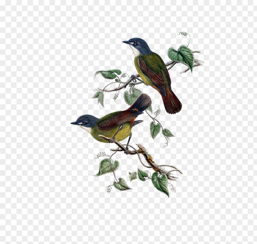 Helal Bird Green-backed Robin Parrot European Feather PNG