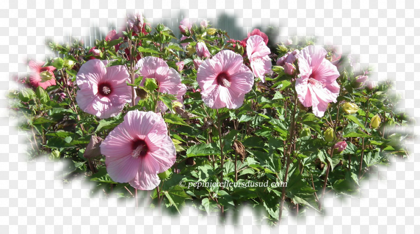 Hibiscus Flower Mallows Moscheutos Common Coccineus PNG