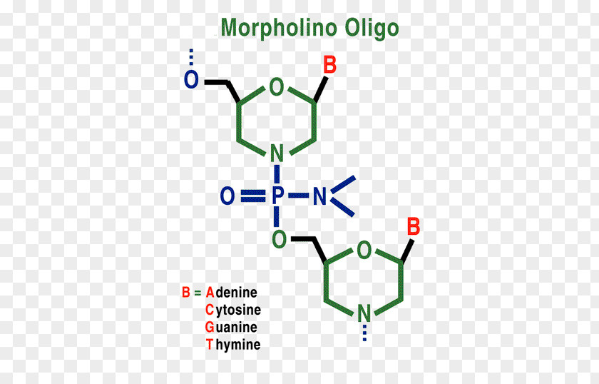 Morpholino Oligonucleotide Antisense Therapy Messenger RNA PNG
