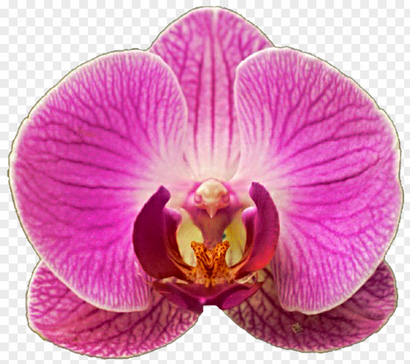 Orchid Moth Orchids Clip Art PNG