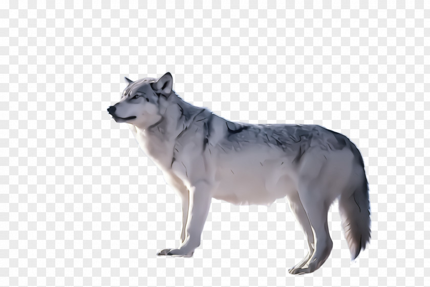 Saarloos Wolfdog Czechoslovakian Dog Siberian Husky PNG