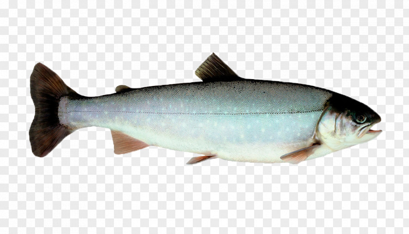 Species Sardine Coho Salmon Fish Norway Trout PNG