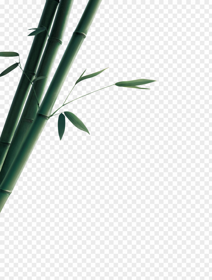Bamboo Bamboe Gratis Euclidean Vector PNG