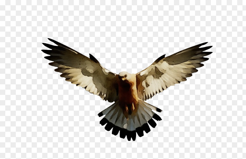 Falconiformes Feather PNG