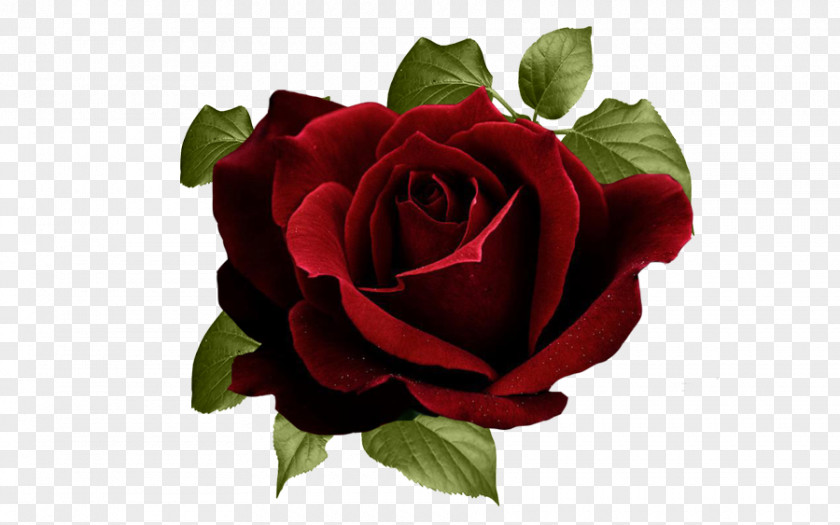 Flower Garden Roses Red Cabbage Rose PNG