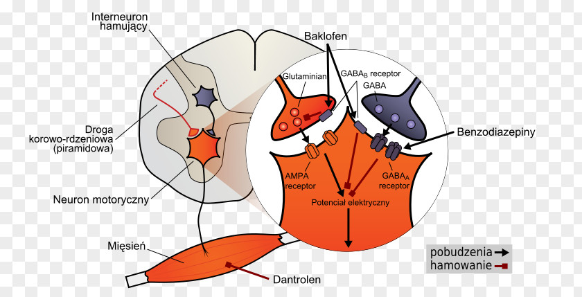 Muscle Relaxation Spasticity Baclofen Relaxant Neurology Spasm PNG