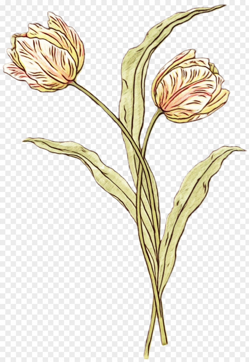 Bud Lily Family Flowering Plant Flower Stem Pedicel PNG