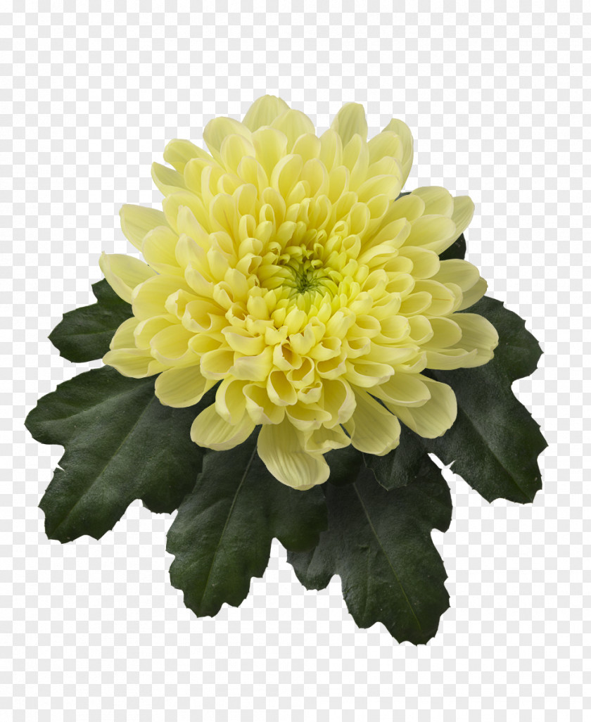 Chrysanthemum Marguerite Daisy Cut Flowers Dahlia Cultivar PNG
