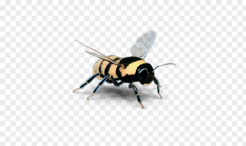 Hoverfly Blowflies Bee Cartoon PNG
