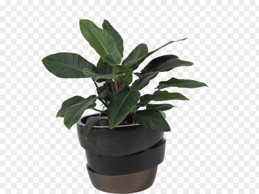 Philodendron Png Monstera Zamioculcas Zamiifolia Houseplant Hirt's Gardens Bonsai PNG