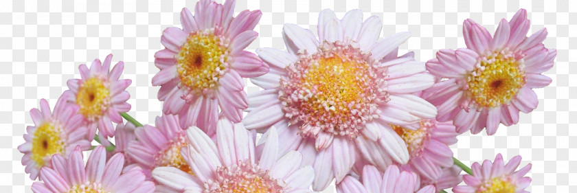 Flower Dahlia Common Daisy Oxeye Margarita PNG