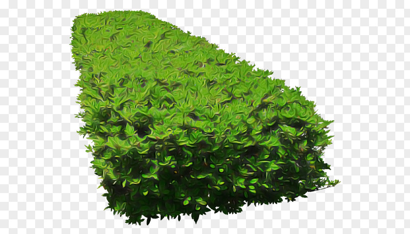 Herb Flower Green Leaf Grass Plant Shrub PNG