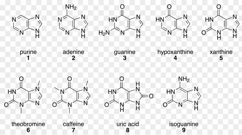 Purine プリン塩基 Hypoxanthine Nucleic Acid Base PNG
