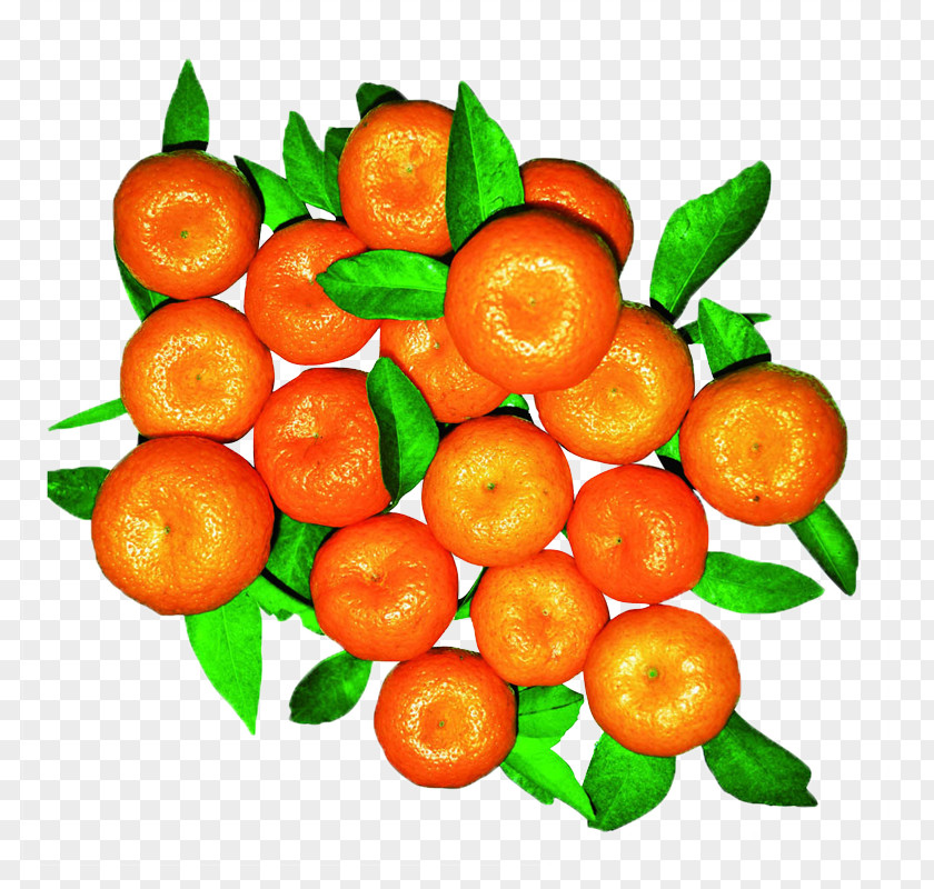 Sand Candy Picture Mandarin Orange Citrus Leiocarpa Tangerine Fruit PNG