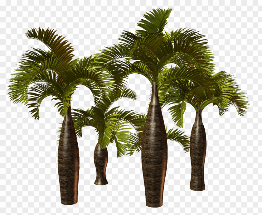 Tree Palm Trees Clip Art California PNG