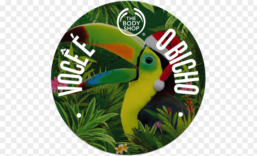 Cacao Theobroma The Body Shop Beak PNG