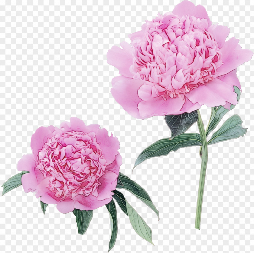 Peony Cabbage Rose Image Garden Roses PNG